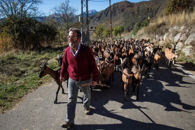 Spanien: Ziegen schützen Katalonien vor Waldbränden