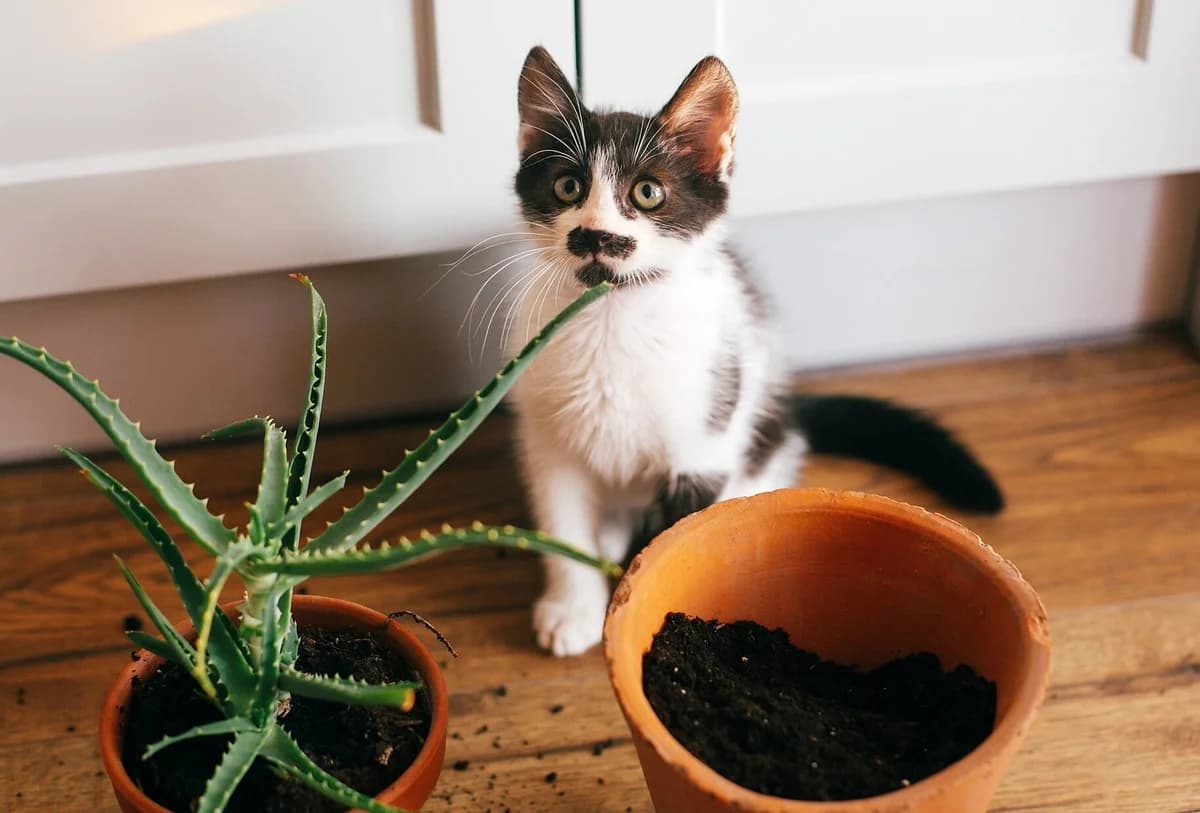 7 Artículos del Hogar Peligrosos para Gatos