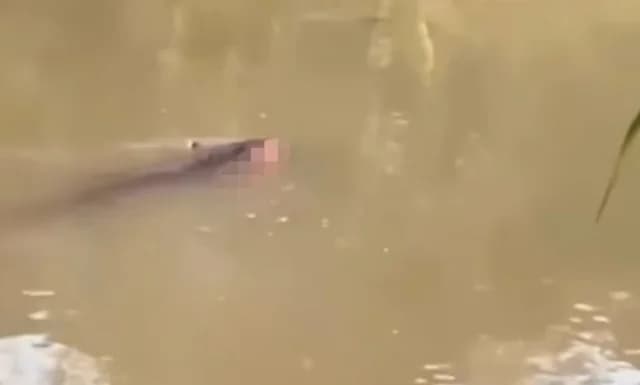 Indonesien: Krokodil tötet 53-Jährigen im Fluss
