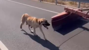 VIDEO: Mann schleift Hund mit Traktor in besetzten Gebieten – Verurteilung für 'abscheuliche Tat'