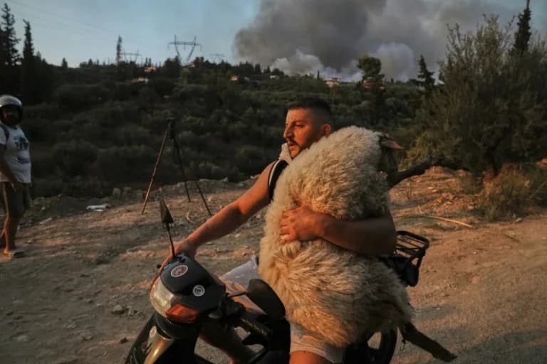 33-year-old from Tepeleni goes viral for rescuing sheep in Achaia