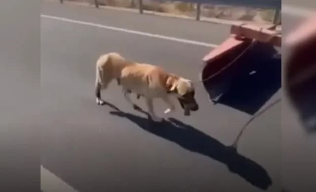 Video: Mann in besetzten Gebieten schleift Hund mit Traktor