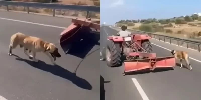 VIDEO: Mann in besetzten Gebieten schleift Hund an Traktor gebunden