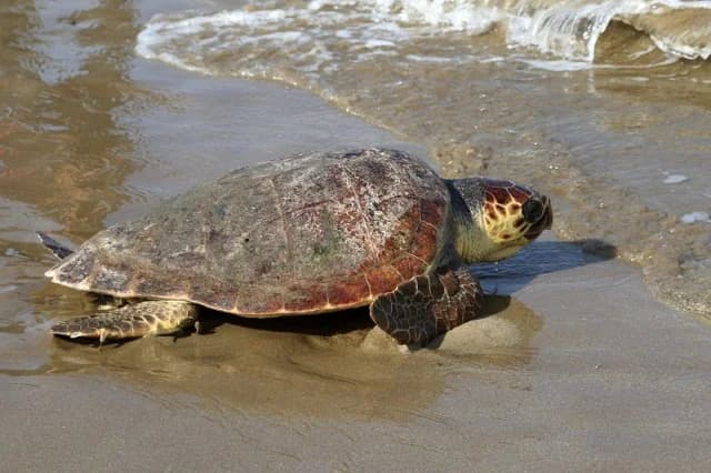 Hallada tortuga boba herida en Mytikas