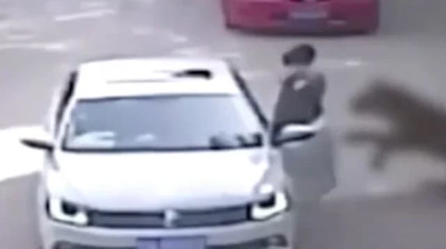 זעזוע בסין: טיגריס תוקף אישה בפארק ספארי