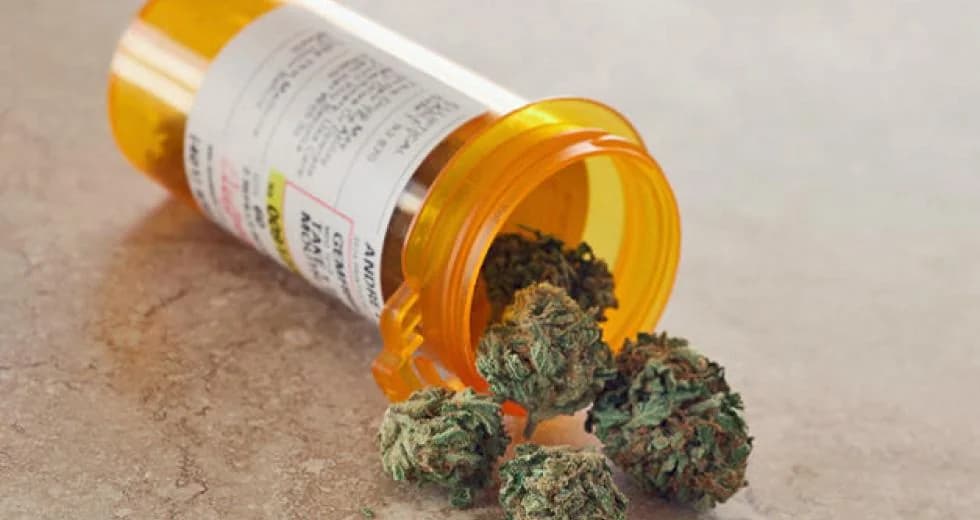 Chipre: Aumento de las incautaciones de cannabis – 588 kg en 8 meses