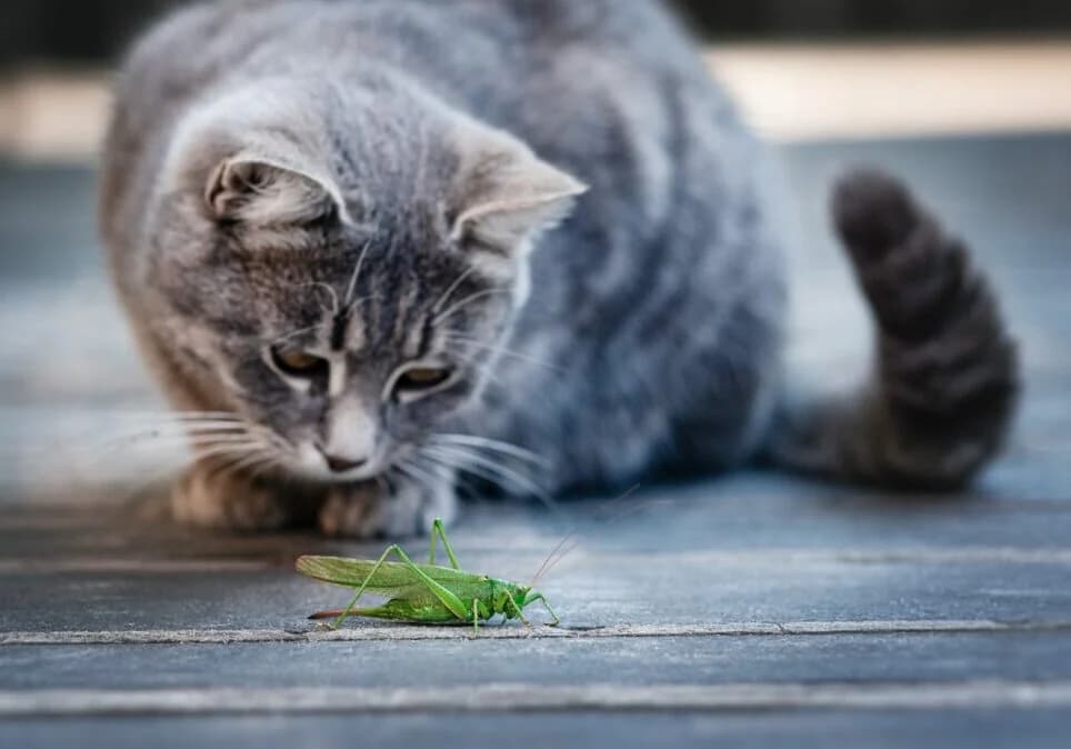 猫的危险：如果它们吃了昆虫会发生什么？