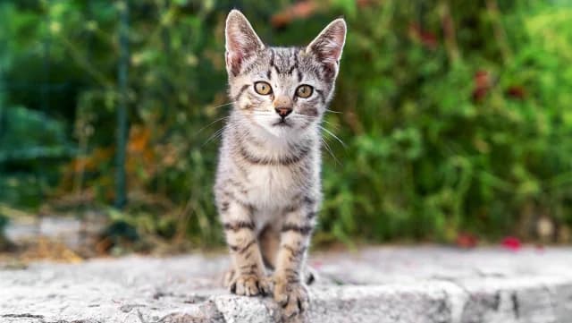 Larissa: 78-Jähriger wegen Tötung einer Katze verhaftet – 30.000 € Geldstrafe verhängt
