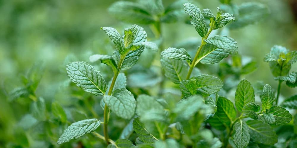 由于含有芹菜，塞浦路斯召回“诺贝尔”薄荷