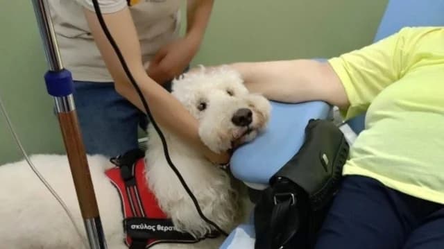 Metaxa Hospital: Patients Embrace Dogs During Chemotherapy
