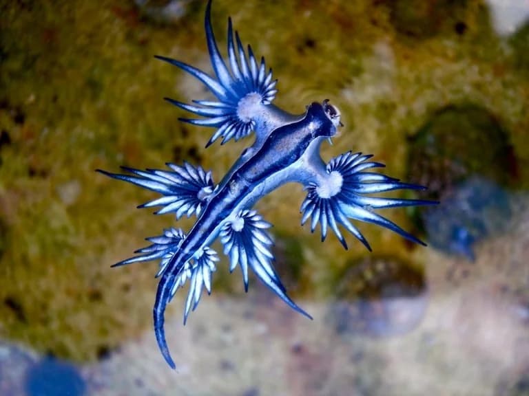 España: Alerta por dragones azules – Cierre de playa de 11 km