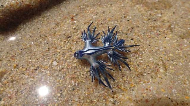 España: Cierre de playas por avistamiento de 'Dragón Azul'