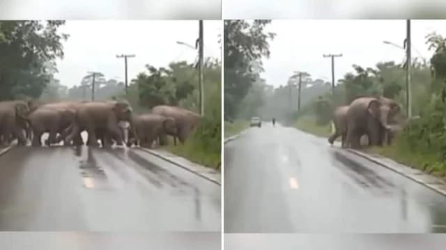 Momento conmovedor: Elefante 'agradece' a conductores por detenerse
