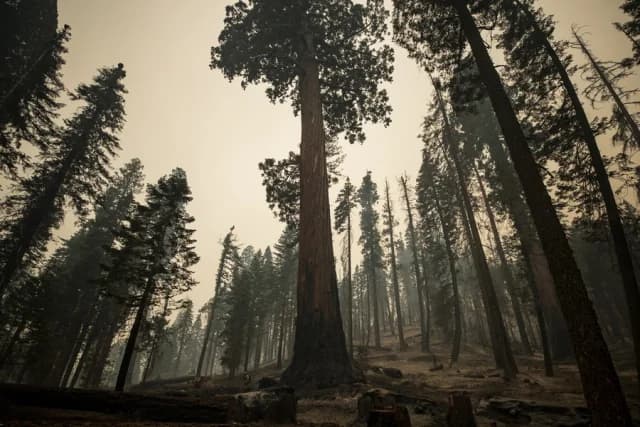 Large Marijuana Grow Found in California National Park