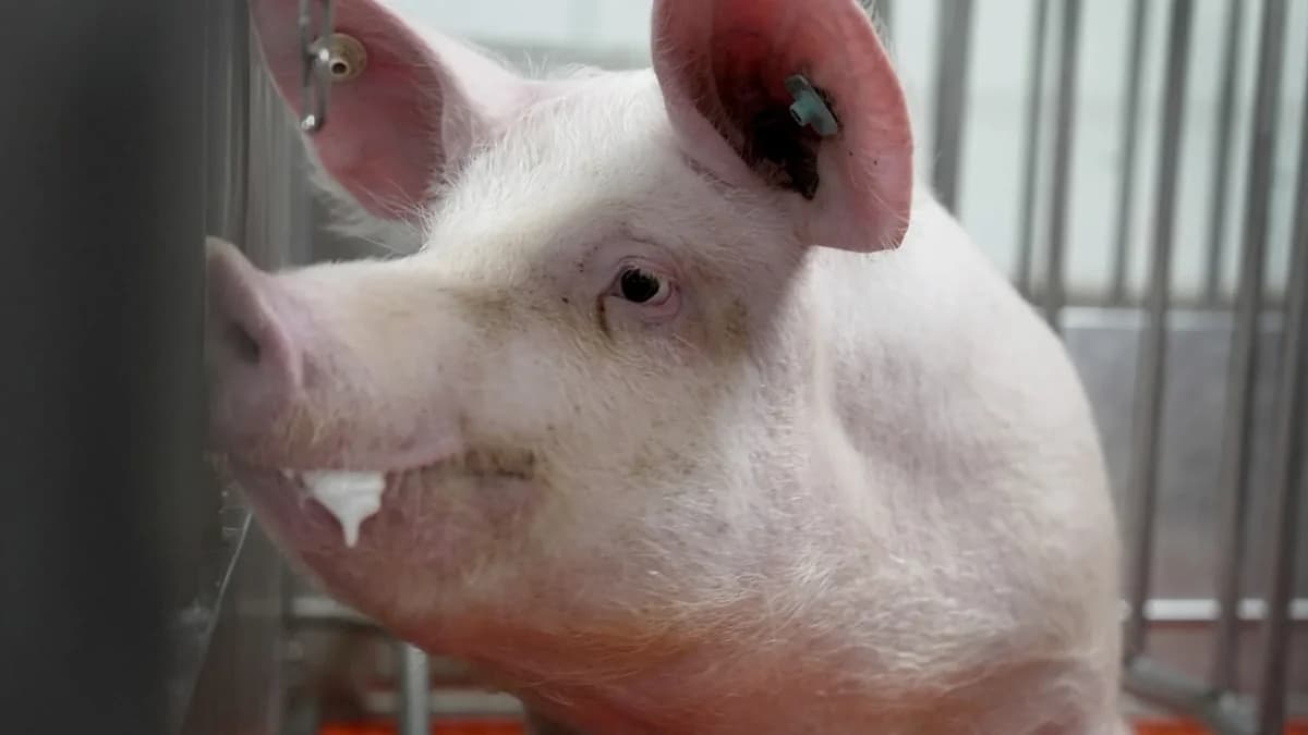 China: Trasplante de pulmón de cerdo a paciente con muerte cerebral