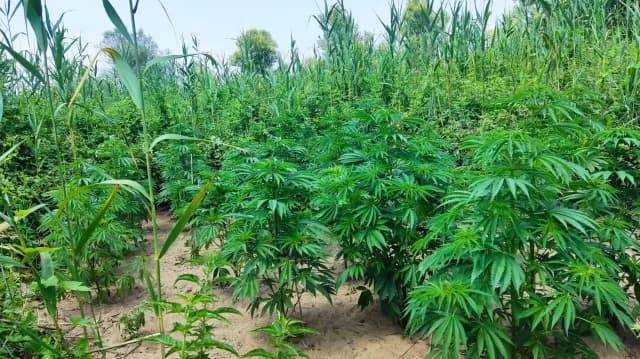 Rétimno: Detenciones por cultivo de cannabis y posesión de armas