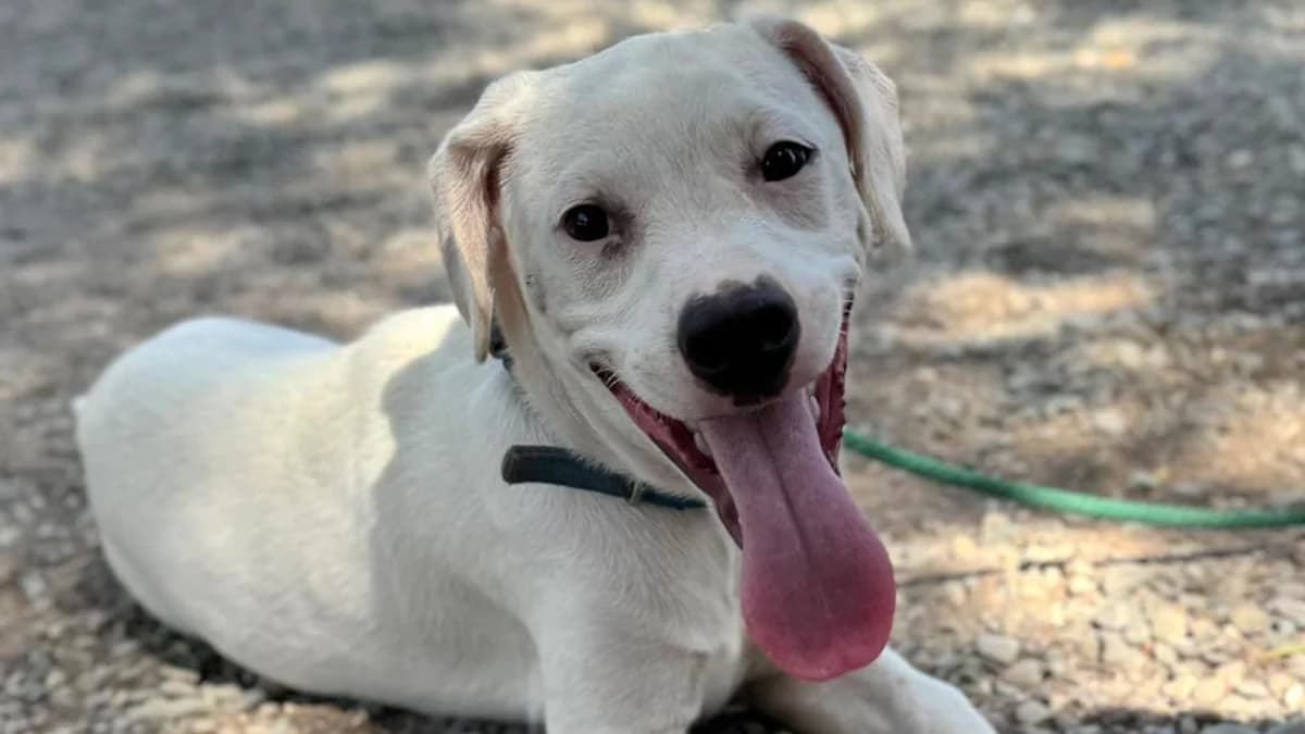 Aspen, a Deaf Puppy, Seeks a Loving Home for Adoption