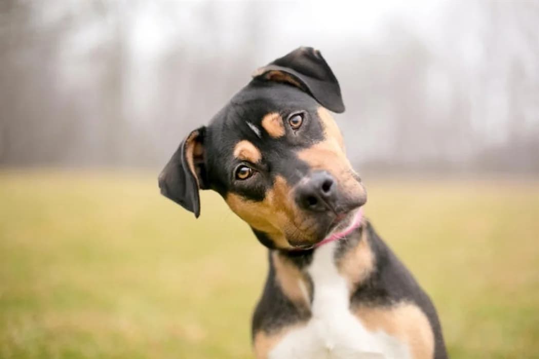 Día Internacional del Perro: Lecciones de vida de nuestro amigo más fiel