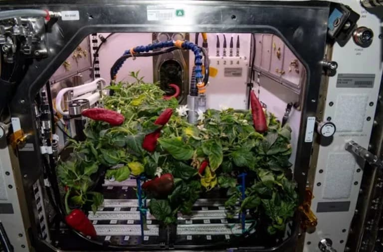 Plants for Mars, Solutions for Earth: Space Research Transforms Nutrition and Medicine