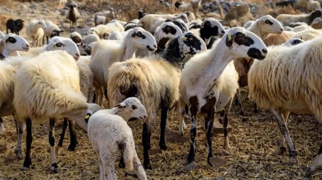Κοζάνη: Θανάτωση αιγοπροβάτων λόγω κρούσματος ευλογιάς