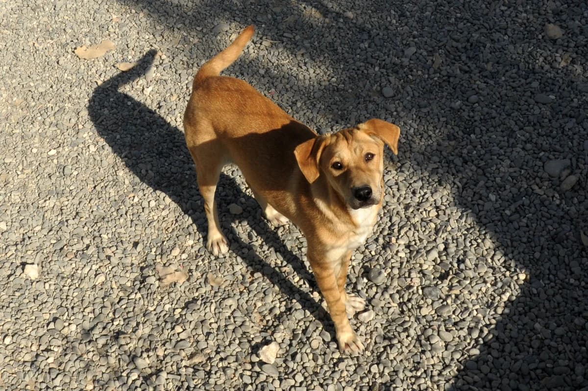Dali: Denuncia por envenenamiento de animales en patios residenciales