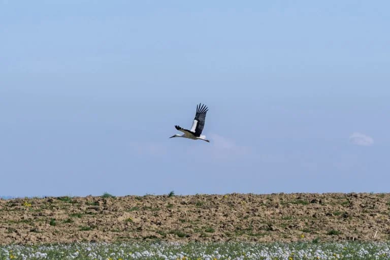 Storks in Mykonos: Impressive spectacle in the sky