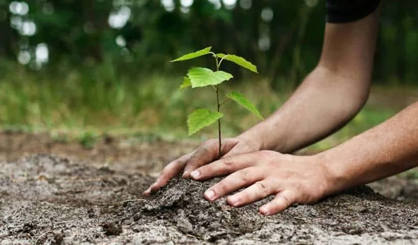 Reforestación en la zona montañosa de Limassol con 20.000 árboles