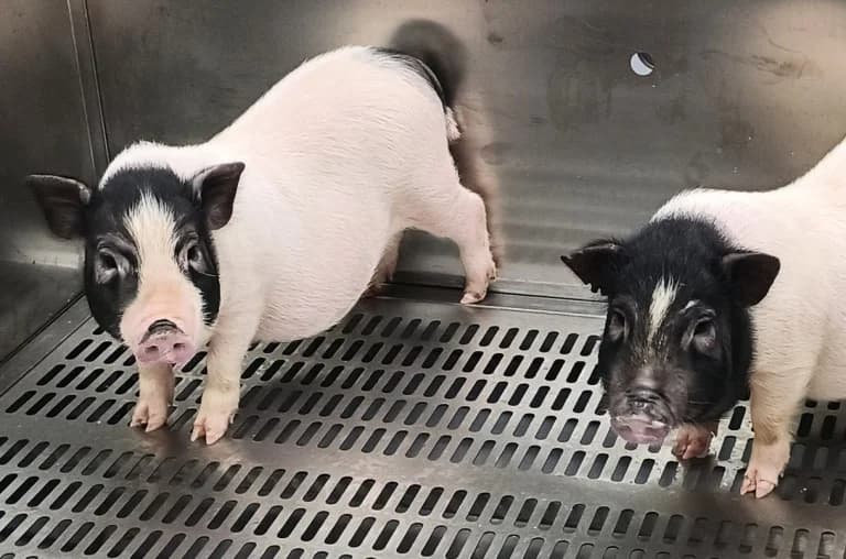 Erste Schweinelungen-Transplantation am Menschen in China