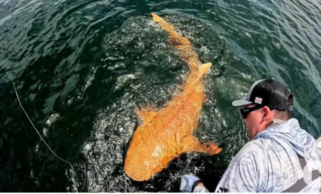 Tiburón Naranja con Ojos Blancos Descubierto en Costa Rica