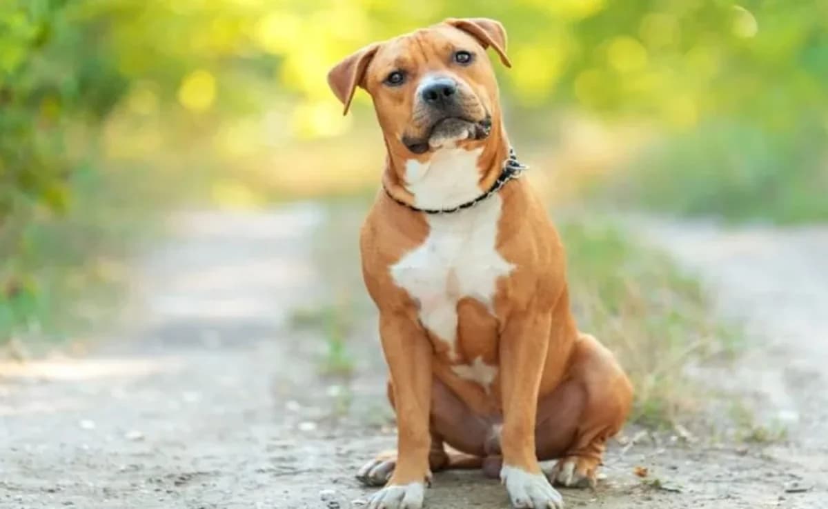 Limassol: Ermittlungen gegen Hund, der 2-Jährige verletzte – Im Tierhotel