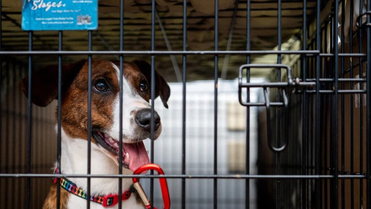 Phini: Hund, der 2-jähriges Mädchen angriff, in privater Obhut