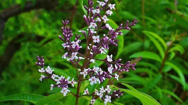 Hierba Luisa: El "Ozempic" Herbal para la Pérdida de Peso