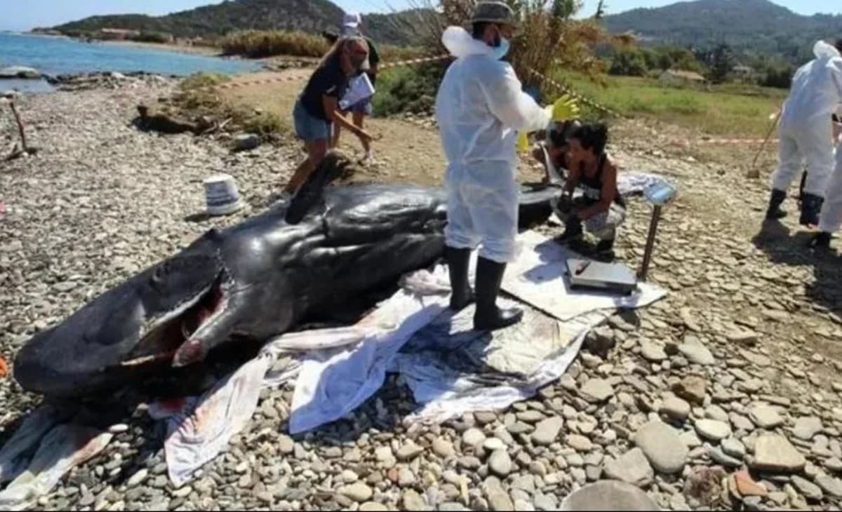 Samos: Junger Pottwal tot am Ufer gefunden