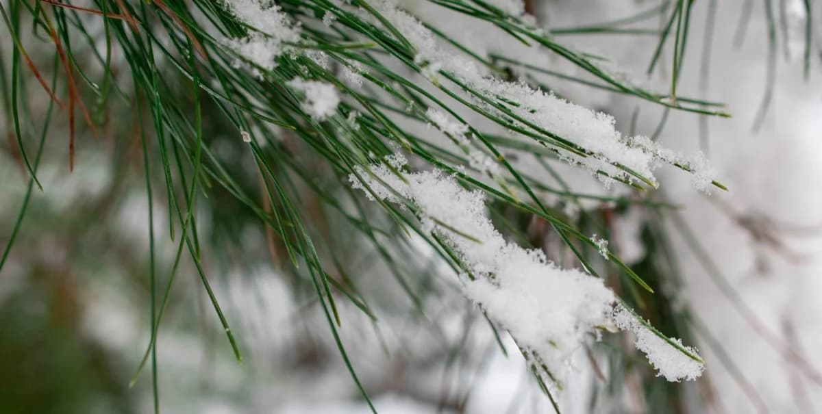 米纳拉吉亚：塞浦路斯降雨和降雪预测