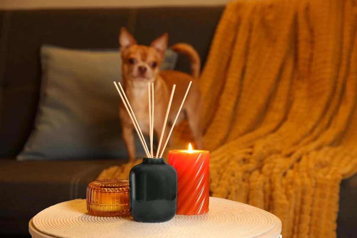 Aromas Peligrosos y Seguros para Mascotas en el Hogar