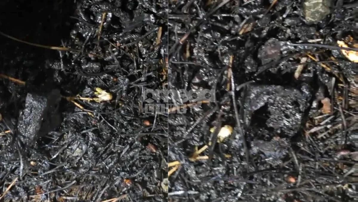 Troodos: 32-year-old arrested in connection with the fire