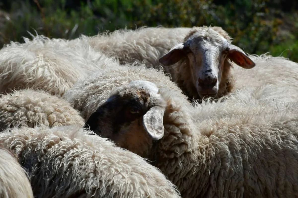 Griechenland: Ausbruch von Schaf- und Ziegenpocken schürt Sorgen um Schwarzmarkt