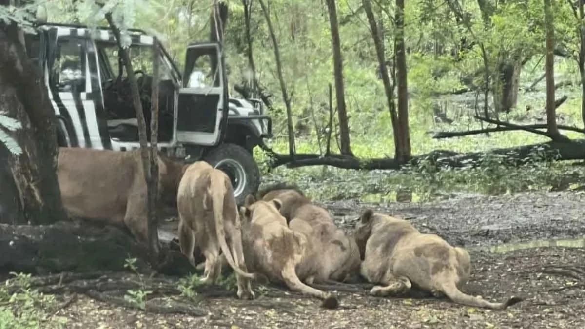 תאילנד: אריות טרפו למוות שומר גן חיות
