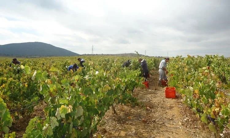 Viticultores de Pafos solicitan ayuda financiera de emergencia por la reducción de la producción