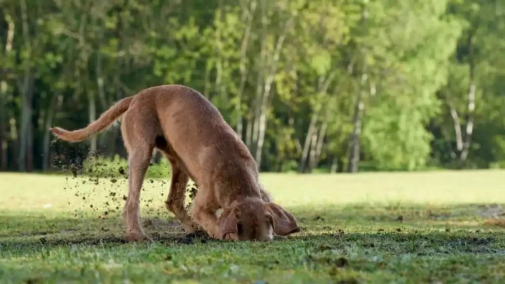 Reacciones Positivas a la Decisión de Tala sobre Perros