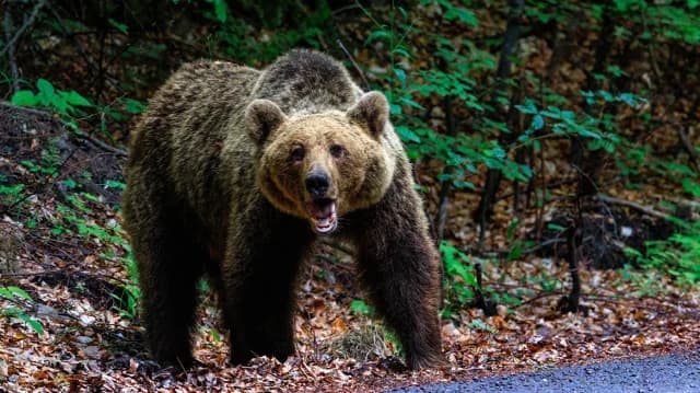 Florina: Ataque de oso en una granja de ovejas – 15 ovejas muertas