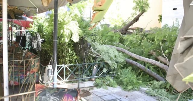Athen: Baumsturz verletzt zwei Personen - Vorwürfe gegen Gemeinde