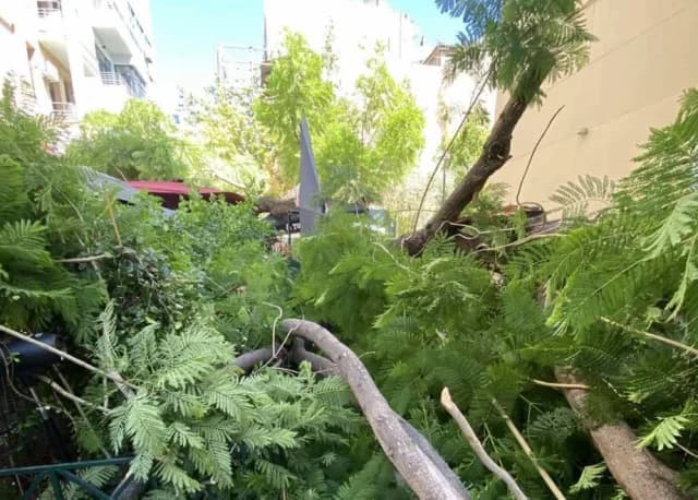 אתונה: עץ נפל בכיכר אגיה איריני עקב רוחות חזקות