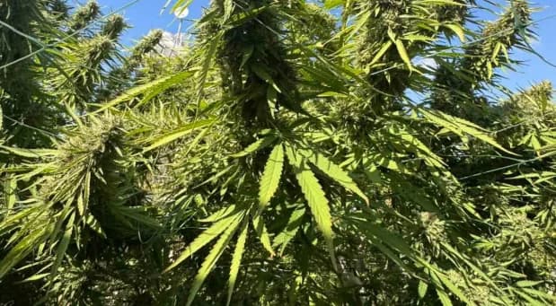 Cannabis Cultivation in Old Age – New Raid by YKAN