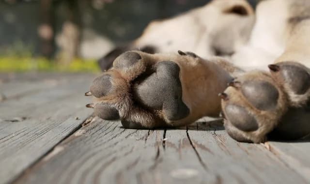 Volos: Mann wegen Tierquälerei verurteilt – schlug Hund öffentlich