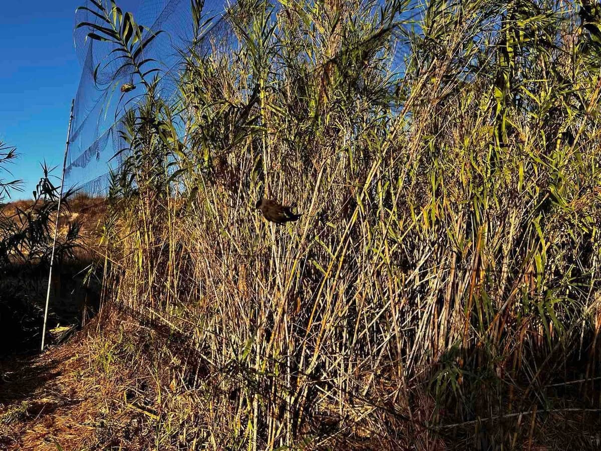 Larnaca: 55-Year-Old Arrested for Illegal Hunting, Wild Birds Released