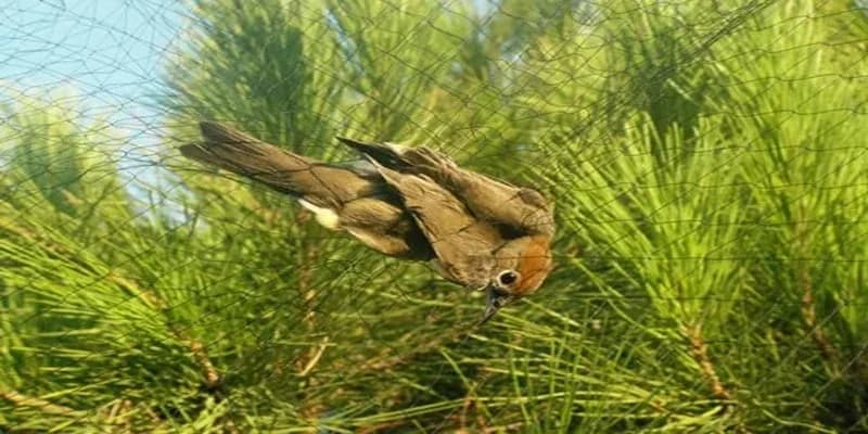 Larnaca: 55-year-old Traps Wild Birds – Fine for Poaching