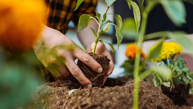 5+1 Plants to Plant in the Autumn