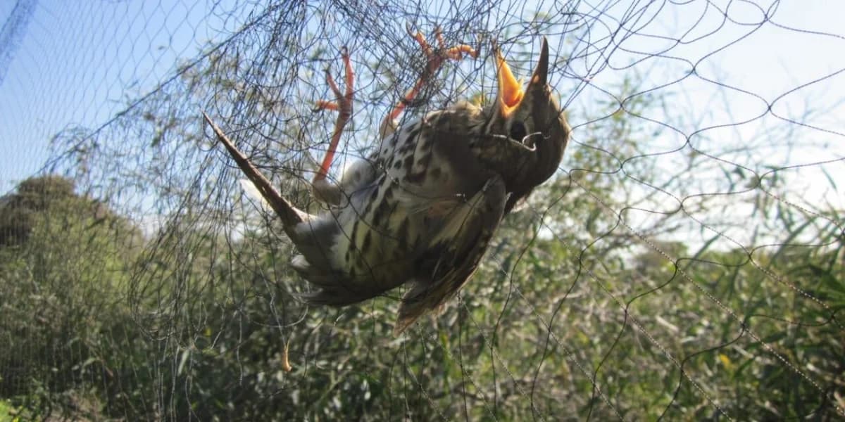 55-year-old arrested for illegal hunting of wild birds