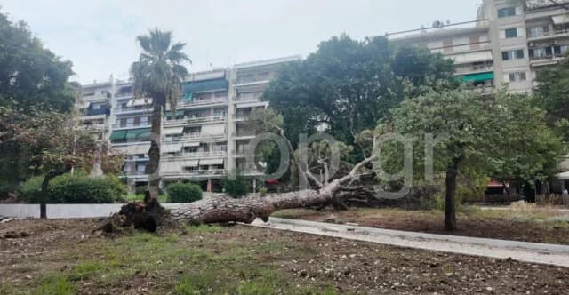 Patras: Baum fällt auf Olga-Platz – Keine Verletzten gemeldet